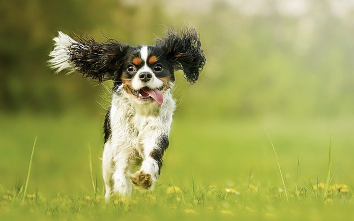 Owning A Dog Helps You Live Longer! Owning A Dog Helps You Live Longer!