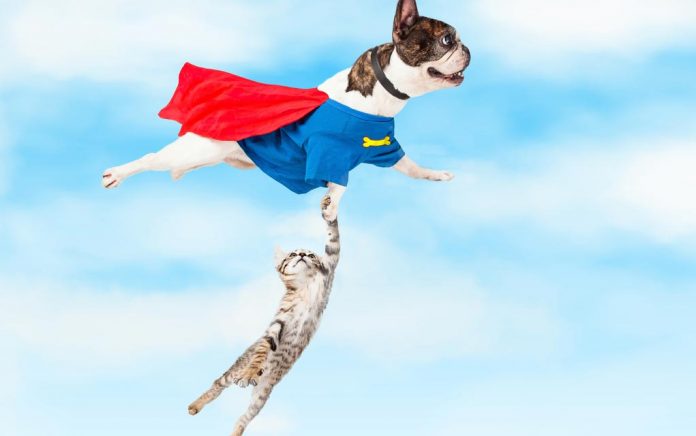 5 Unbelievable Times Animals Saved Other Animals 5 Unbelievable Times Animals Saved Other Animals