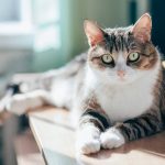 Cat Couple Only Adopt Special Needs Cats