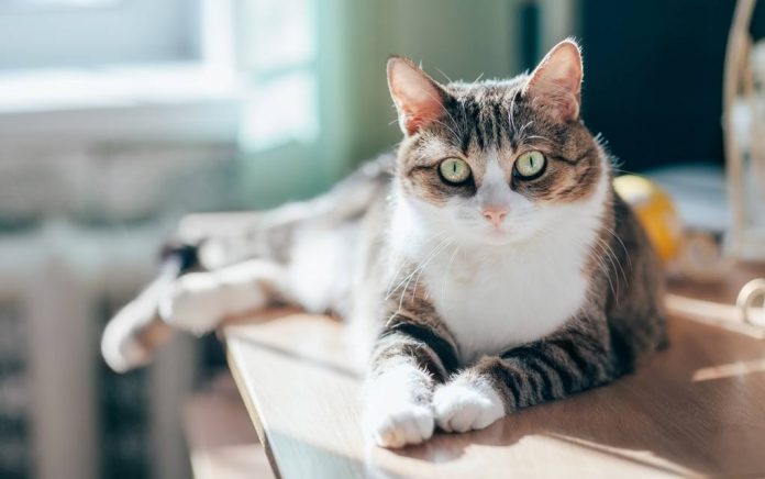 Cat Couple Only Adopt Special Needs Cats Cat Couple Only Adopt Special Needs Cats