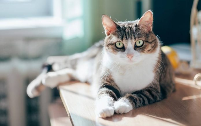 Cat Couple Only Adopt Special Needs Cats