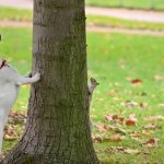 Dog and Squirrel Play Chase Around a Tree