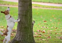 Dog and Squirrel Play Chase Around a Tree