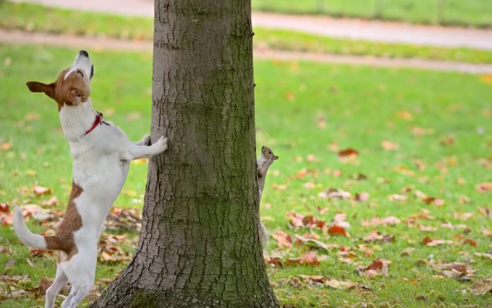 Dog and Squirrel Play Chase Around a Tree