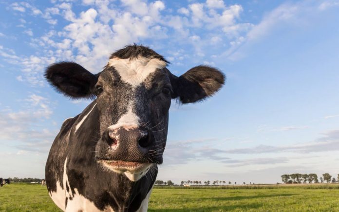 Family Brings Baby Cow Into-Their Home During Hurricane Family Brings Baby Cow Into-Their Home During Hurricane