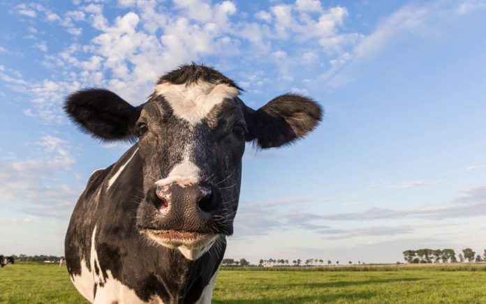 Family Brings Baby Cow Into-Their Home During Hurricane