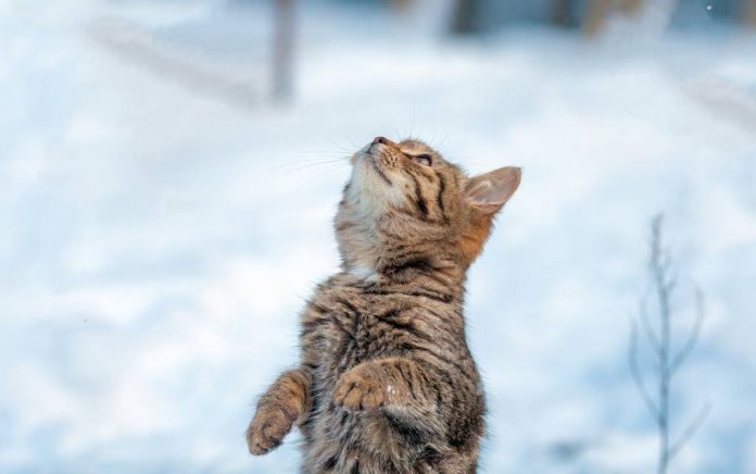 Frozen Kitten Brought Back To Life by Family Frozen Kitten Brought Back To Life by Family