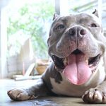 Pit Bull Falls Asleep When Her Dad Sings A Lullaby