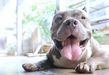 Pit Bull Falls Asleep When Her Dad Sings A Lullaby