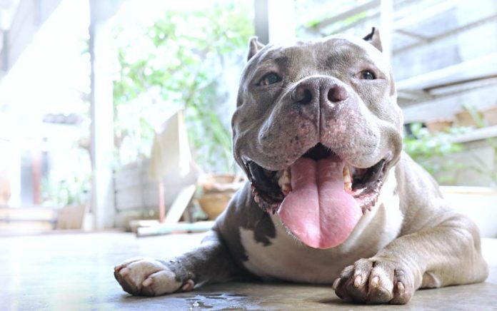 Pit Bull Falls Asleep When Her Dad Sings A Lullaby