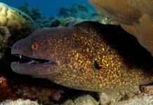 This Lady Cuddles With Spotted Moray Eel Friend