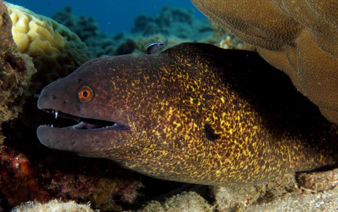 This Lady Cuddles With Spotted Moray Eel Friend