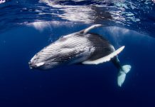 Whale Does Shocking Thing For Human