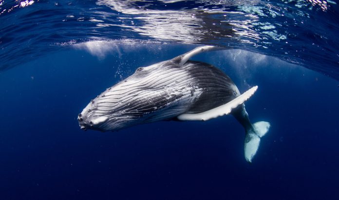 Whale Does Shocking Thing For Human Whale Does Shocking Thing For Human