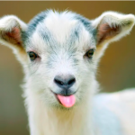 Goats & Sheep Are The Funniest Animals!