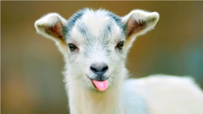 Goats & Sheep Are The Funniest Animals! Goats & Sheep Are The Funniest Animals!