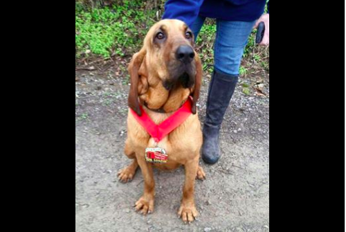 Dog Accidentally Runs Half Marathon, Places 7th Dog Accidentally Runs Half Marathon, Places 7th