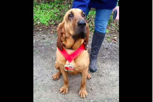 Dog Accidentally Runs Half Marathon, Places 7th