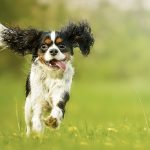 Studies Show Having A Dog May Boost Survivorship Post Stroke or Heart Attack Owning A Dog Helps You Live Longer!