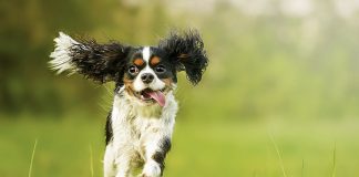 Owning A Dog Helps You Live Longer!