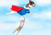 5 Unbelievable Times Animals Saved Other Animals 5 Unbelievable Times Animals Saved Other Animals