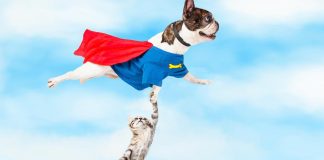 5 Unbelievable Times Animals Saved Other Animals