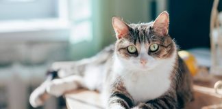 Cat Couple Only Adopt Special Needs Cats
