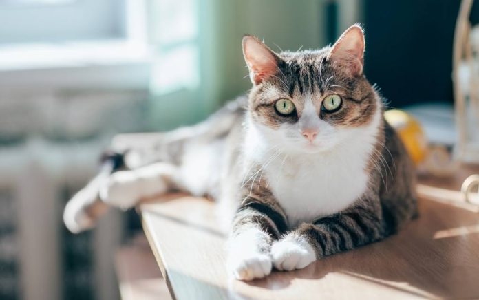 Cat Couple Only Adopt Special Needs Cats Cat Couple Only Adopt Special Needs Cats
