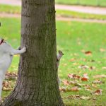 Dog and Squirrel Play Chase Around a Tree Dog and Squirrel Play Chase Around a Tree