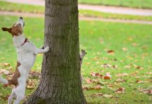 Dog and Squirrel Play Chase Around a Tree Dog and Squirrel Play Chase Around a Tree