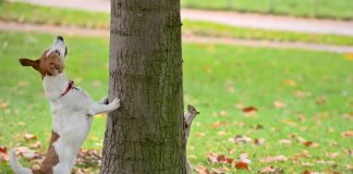 Dog and Squirrel Play Chase Around a Tree