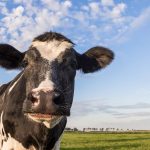 Family Brings Baby Cow Into-Their Home During Hurricane