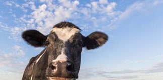 Family Brings Baby Cow Into-Their Home During Hurricane