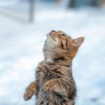 Frozen Kitten Brought Back To Life by Family