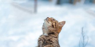 Frozen Kitten Brought Back To Life by Family