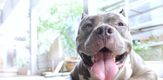 Pit Bull Falls Asleep When Her Dad Sings A Lullaby