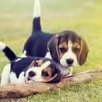 Private: Dog Gives Owner Puppies