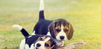Private: Dog Gives Owner Puppies