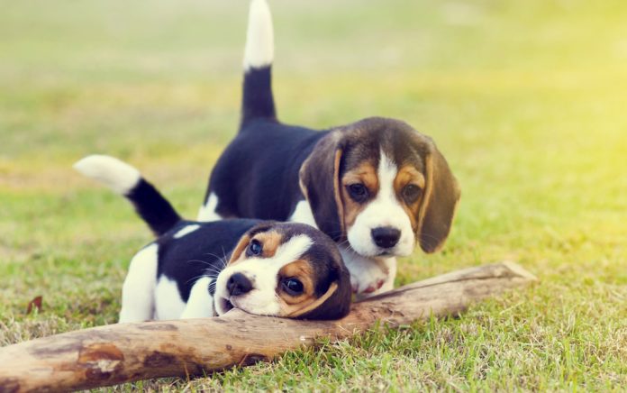 Private: Dog Gives Owner Puppies Private: Dog Gives Owner Puppies