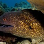 This Lady Cuddles With Spotted Moray Eel Friend
