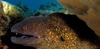 This Lady Cuddles With Spotted Moray Eel Friend