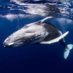 Whale Does Shocking Thing For Human Whale Does Shocking Thing For Human