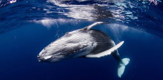 Whale Does Shocking Thing For Human