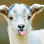 This is why GOATS & SHEEP are the FUNNIEST ANIMALS Goats & Sheep Are The Funniest Animals!