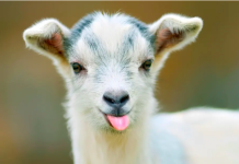 This is why GOATS & SHEEP are the FUNNIEST ANIMALS Goats & Sheep Are The Funniest Animals!