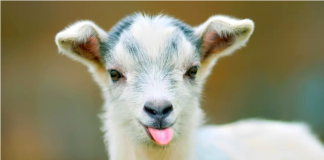 Goats & Sheep Are The Funniest Animals!
