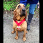 Dog Accidentally Runs Half Marathon, Places 7th