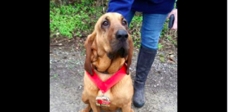 Dog Accidentally Runs Half Marathon, Places 7th